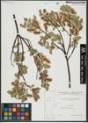 Foto von Salix hastata L.
